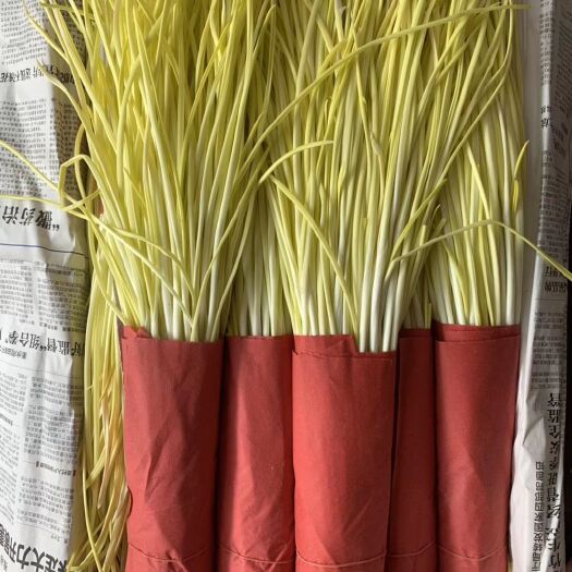 霸州市 沙壤土专业培育蒜黄，精选优质。蒜类蔬菜混身是宝，保健养生