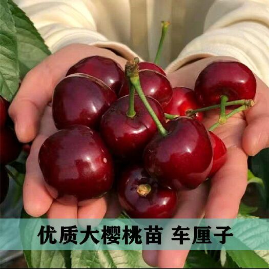 平邑县 【火爆促销】樱桃苗嫁接美早红灯俄罗斯八号樱桃苗提供技术指导种