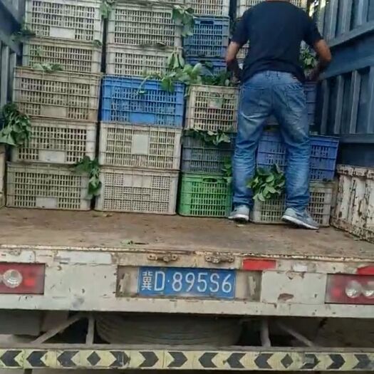 保定章姬草莓苗 土球走货中