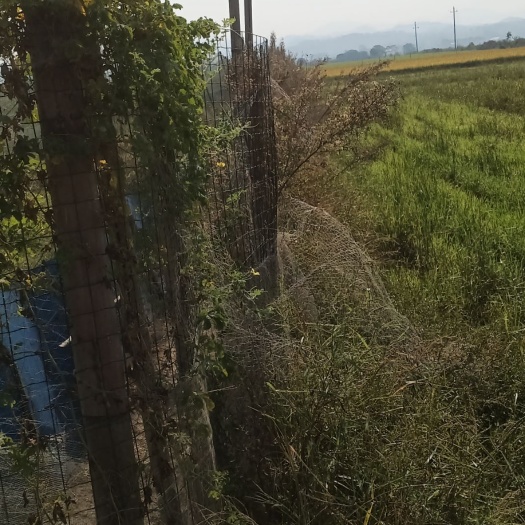 湘潭县 蛙田无公害糯米