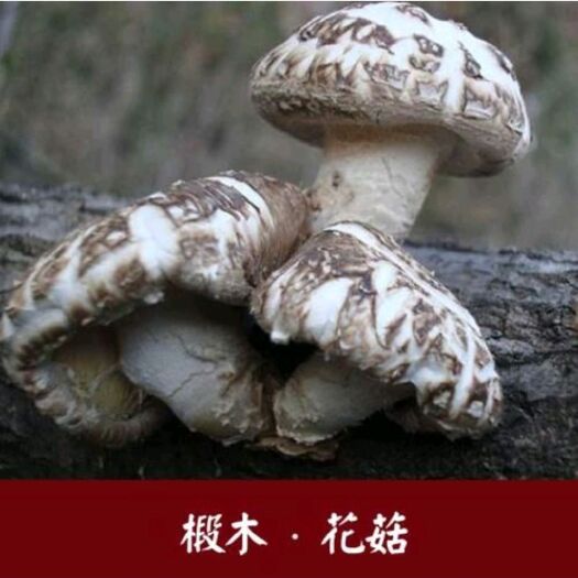 椴木花菇、白花菇