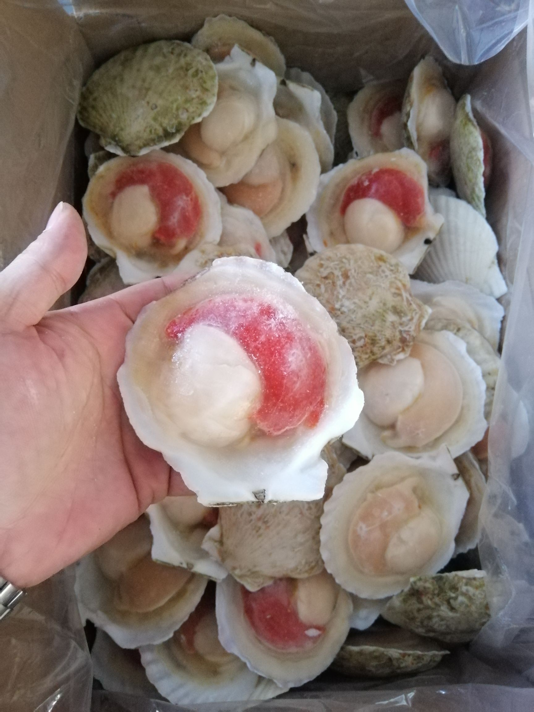 虾夷扇贝  日本吊养虾姨扇贝（肉质肥美）