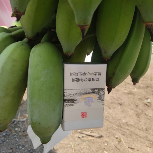 玉林 金粉蕉一年四季都有供应