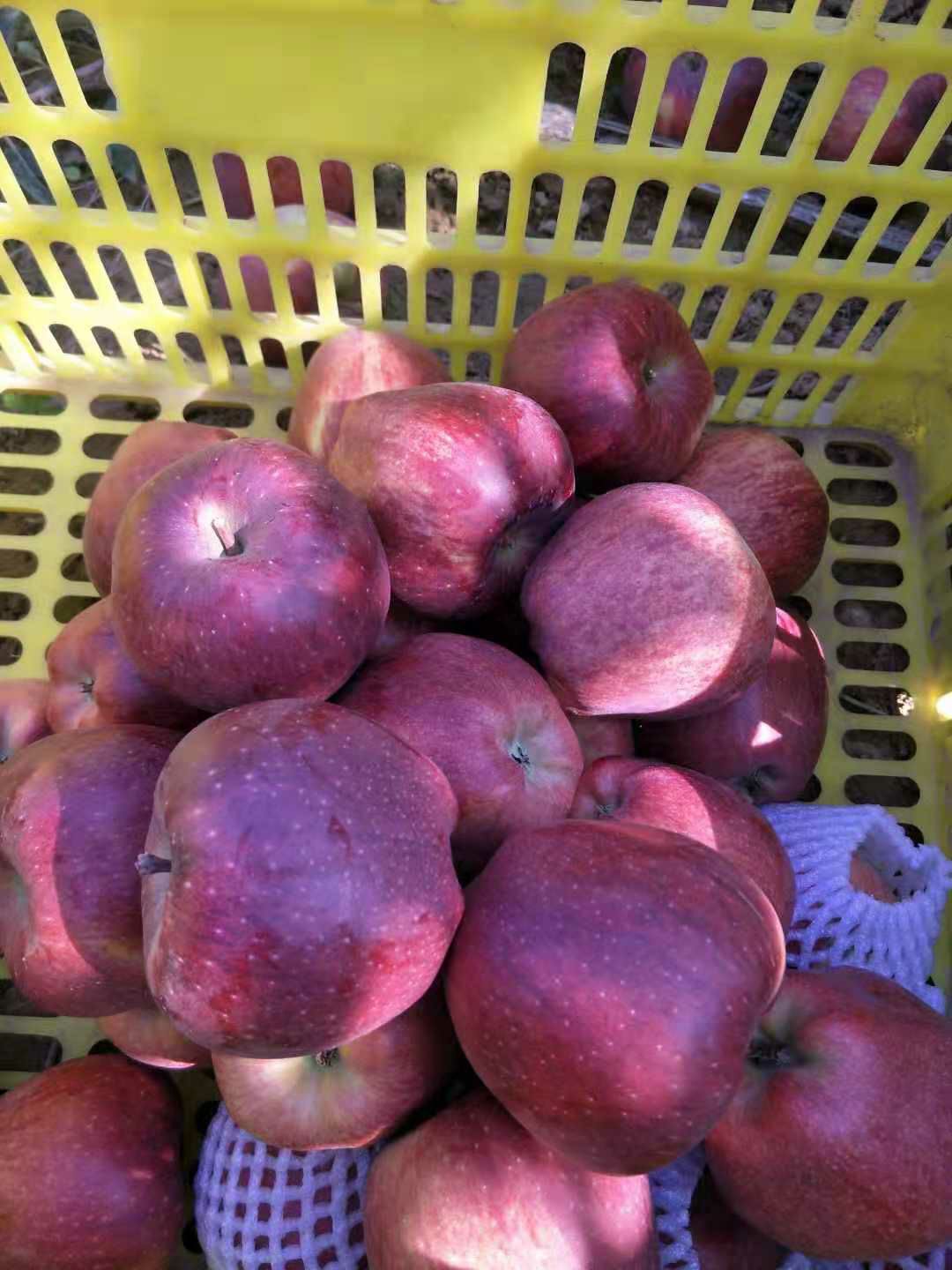 花牛苹果 正在开采中