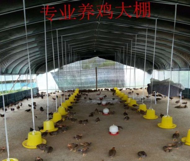 沭阳县养殖大棚，养鸡大棚，家禽养殖大棚，养殖场提供禽苗，脱温苗