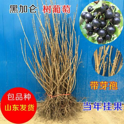 平邑县黑加仑苗 黑加仑树葡萄，基地保湿发货，保品种。24小时发货。