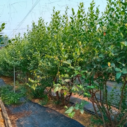 诸暨市高从蓝莓苗