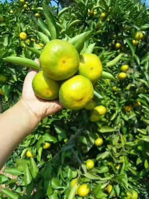 秭归县蜜桔 皮薄，汁多，无核无渣，酸甜可口