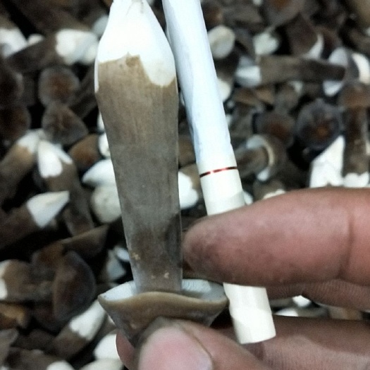 单县 头茬鸡枞菌