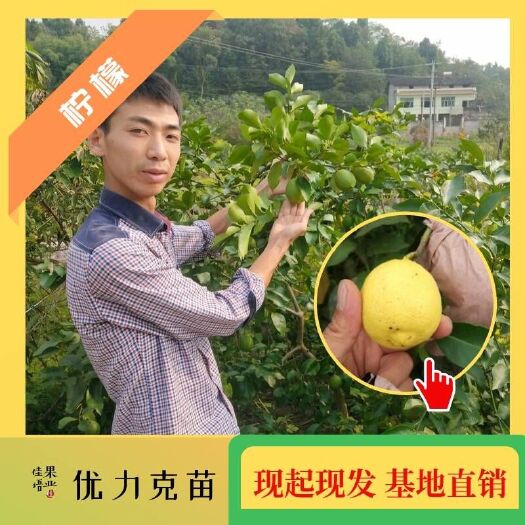 简阳市安岳尤力克柠檬苗  柠檬苗批发