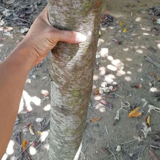 北海草花梨木 笔直胭脂树，和龙胆木