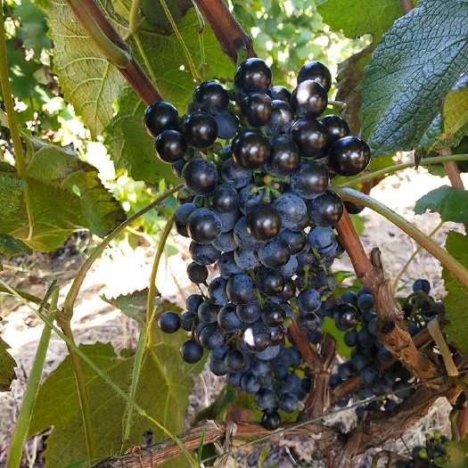 平度市 品丽珠葡萄苗 酿酒葡萄苗 山东葡萄苗种植基地批发直售