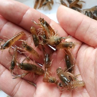 海口 【海南】澳洲淡水小龙虾苗