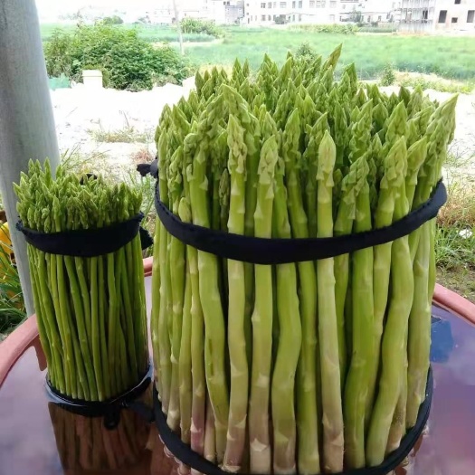 云霄县 福建绿芦笋  量多质优价廉  对应各种规格！