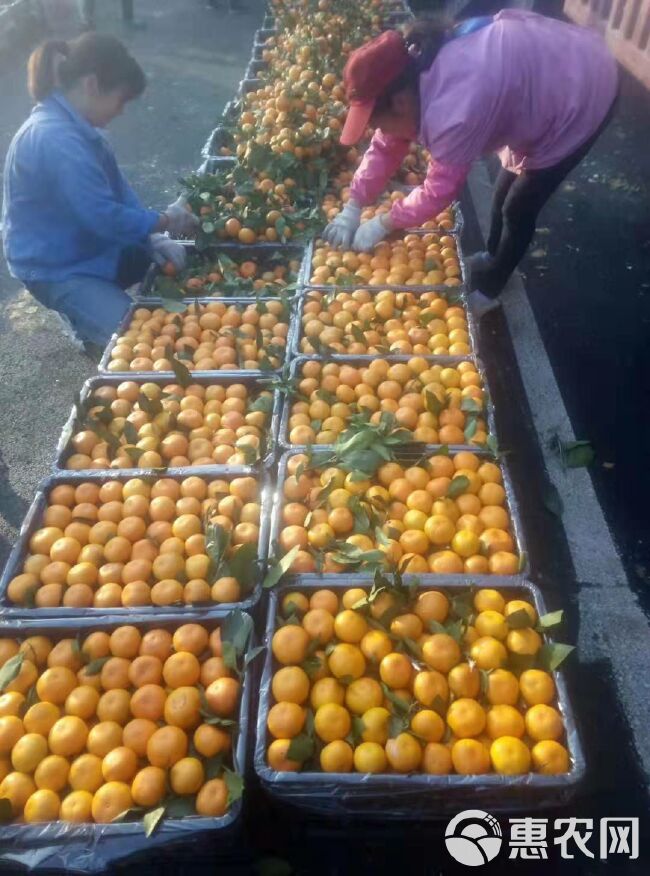 蜜桔 湖北蜜橘   产地直销  诚信经营