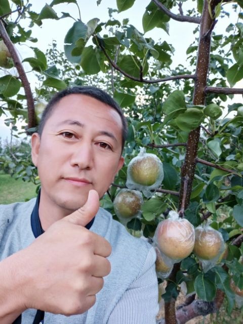 隰县山西临汾隰县玉露香梨，高原厂区，皮薄，肉厚，无杂，核小，