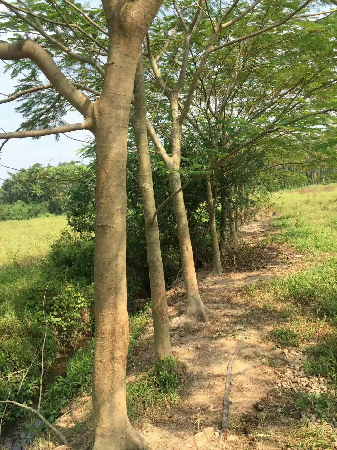 凤凰木 低价处理14至21分风凰树地苗全冠数25棵