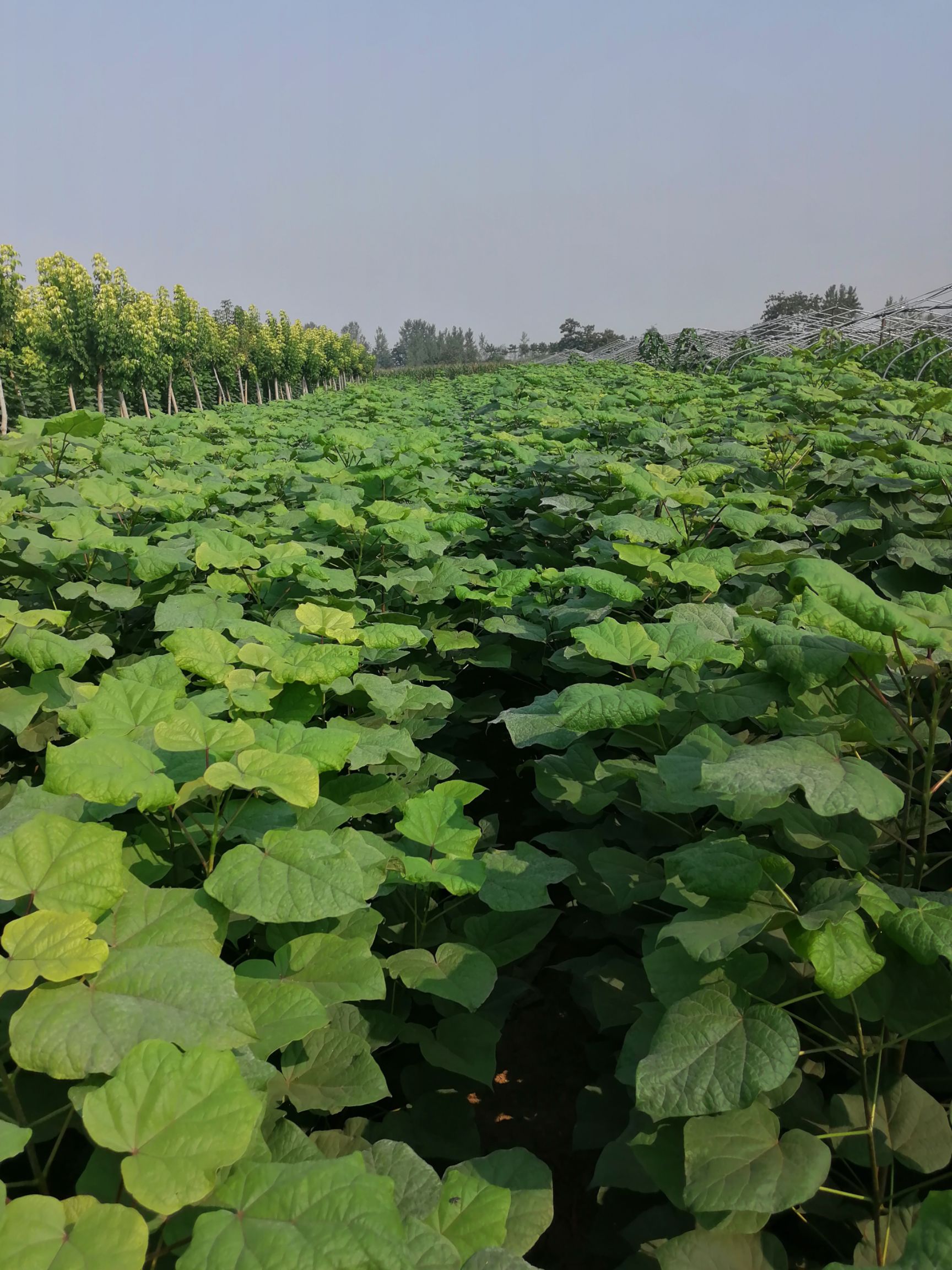 河南梓树苗 河南楸树苗 梓树小苗价格 河南楸树繁育基地