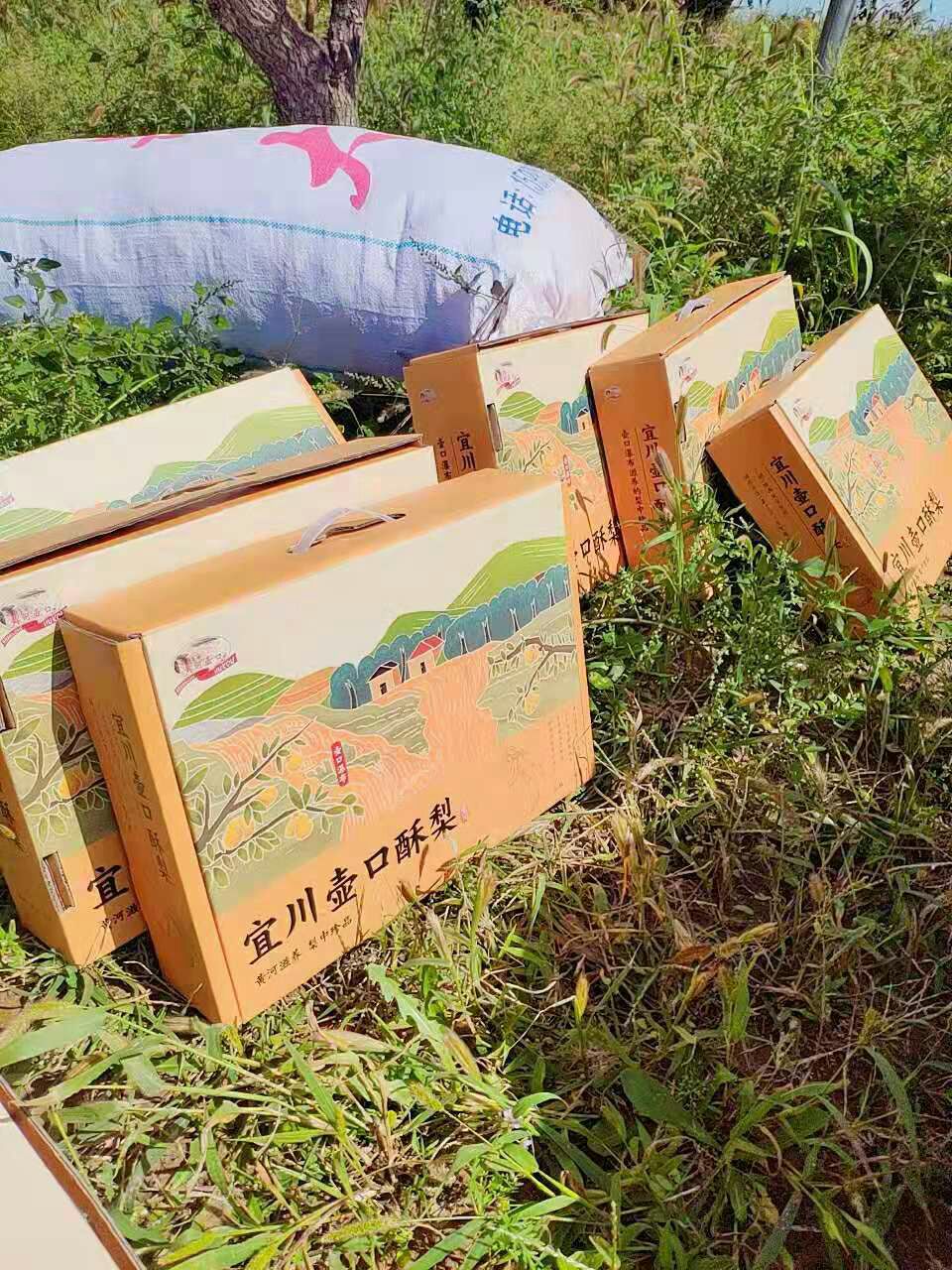  壶口酥梨  慢下来  体味生活的美好 在晴好的日子里 细细品