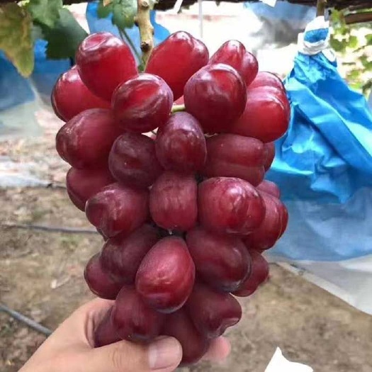 平度市 红国王葡萄苗 新品种葡萄苗 山东葡萄苗种植基地供应