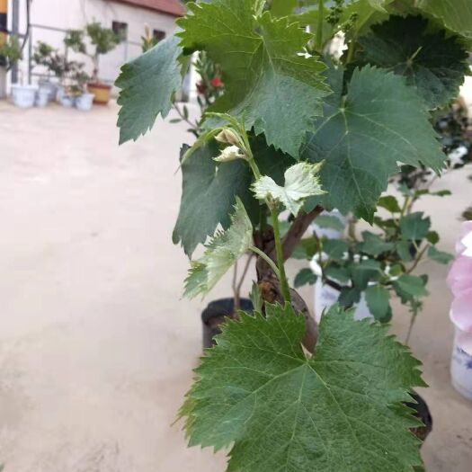 平邑县 大量供应葡萄苗和其他果树苗