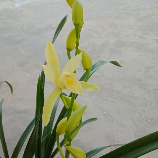 翁源县 兰花黄金小神童花期长浓香型好养易活 6-10苗3-7支花苞