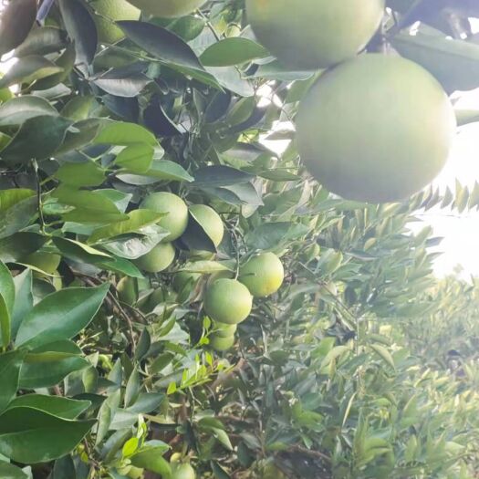冰糖橙 自己种植的，新鲜 口感好  广大朋友们欢迎订购。