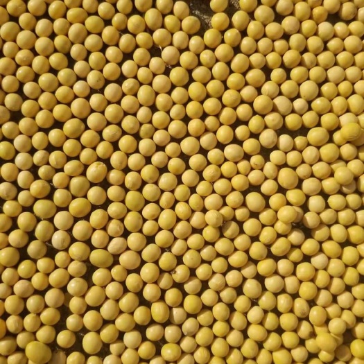 鄂伦春旗黄大豆 生大豆 2等品