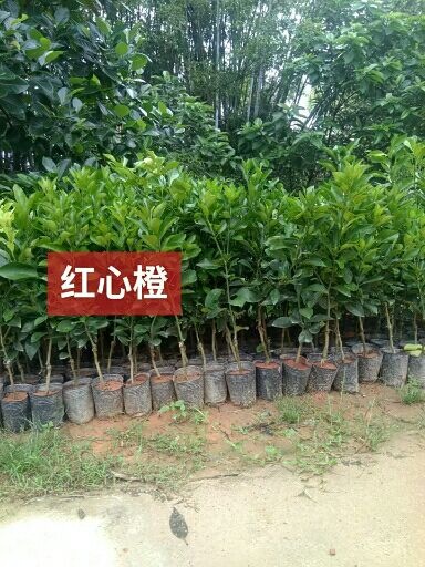 灵山县红心橙苗 红橙苗