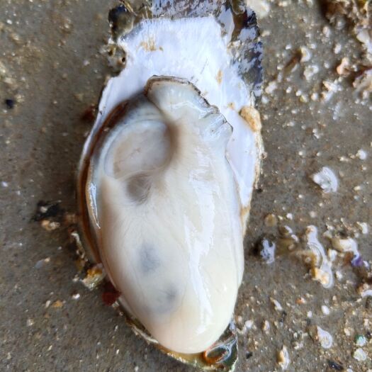 湛江湛江牡蛎 湛江生蚝 2－5两/只 全国发货
