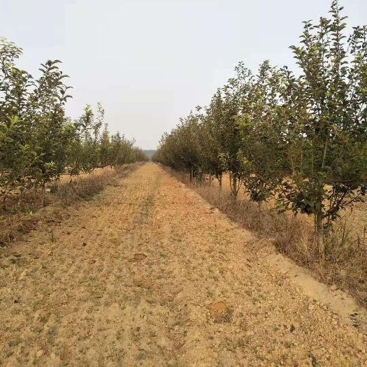 冠县苹果树苗 出售5到8公分苹果树