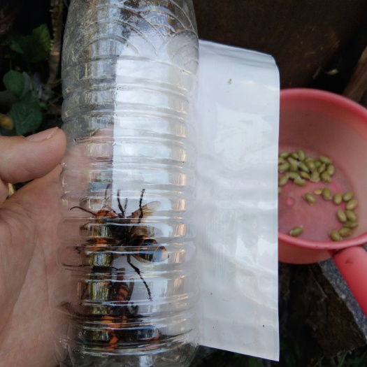 马蜂 胡蜂 黄脚胡蜂