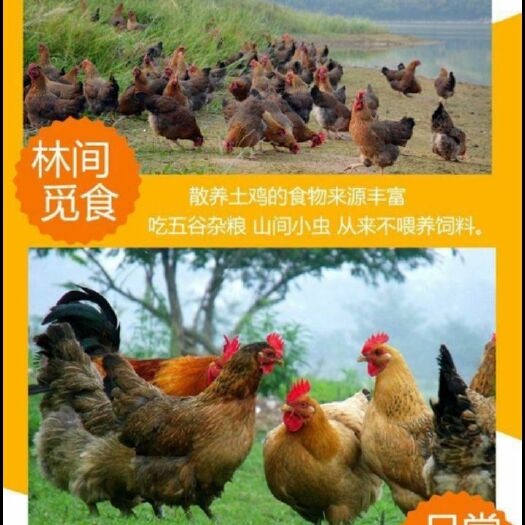 霍州市 散养土鸡蛋，可孵化土鸡种蛋