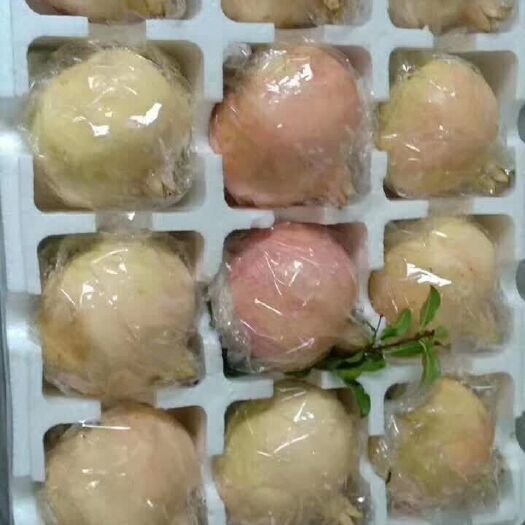 西安 临潼兵马俑石榴(55一箱)——(两箱起邮)