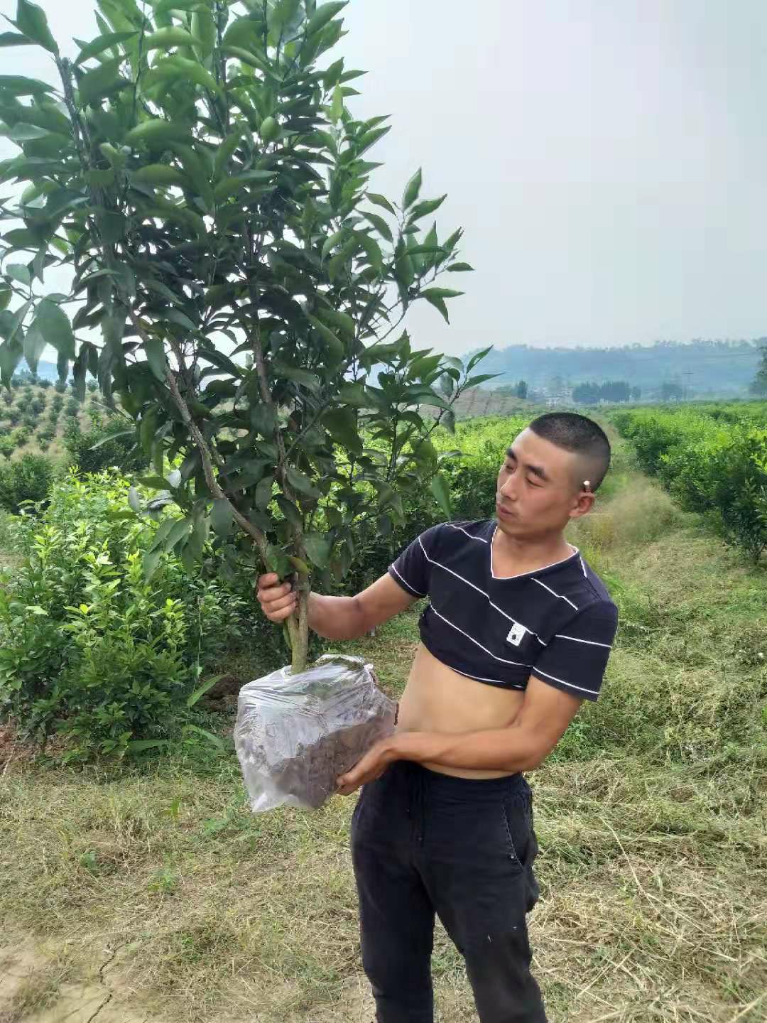 资中县沃柑苗 出售香橙头沃柑假植苗，两公分到三公分的