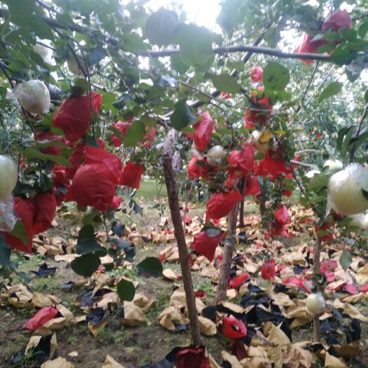 芮城县 芮城金奖苹果，昼夜温差大，口感脆甜。
