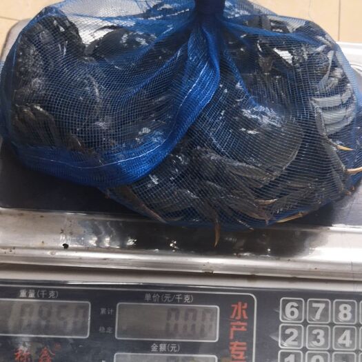 盘山县 保肥大闸蟹