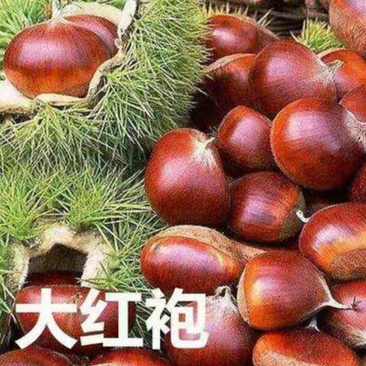 平邑县 板栗苗大红袍板栗苗 正宗稼接苗 保证品种 包成活
包邮