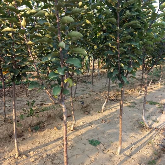 平邑县 我处大量供优质苹果树苗和各种果树小苗