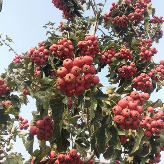 平邑县 歪把红糖葫芦炒雪球专用山楂