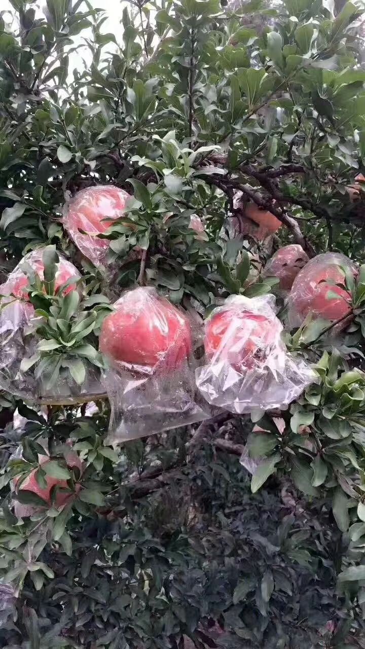  临潼石榴，自家果园，自产自销，现摘现发，天然无公害。