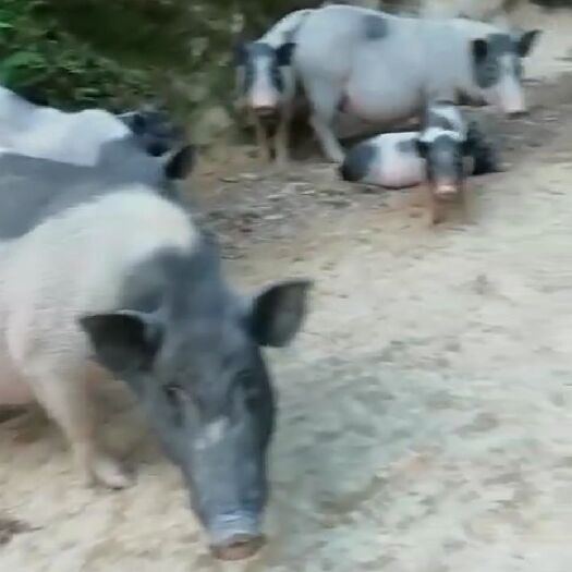 宜春 江西夲地母猪