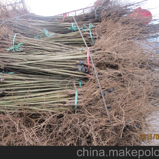 平邑县蒙阳红石榴苗 蒙阳红大石榴，包甜包邮包活