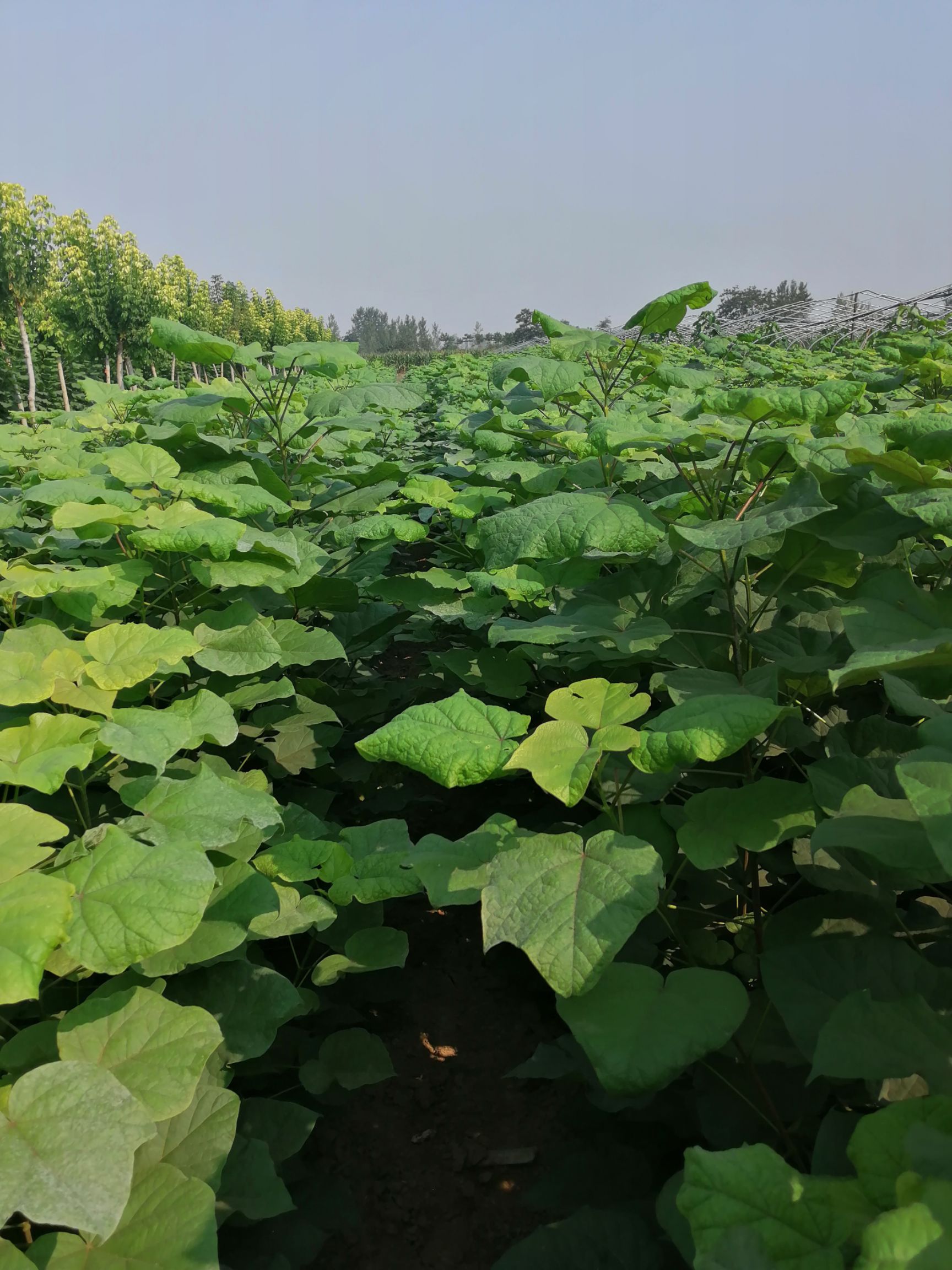 河南梓树苗 河南楸树苗 梓树小苗价格 河南楸树繁育基地