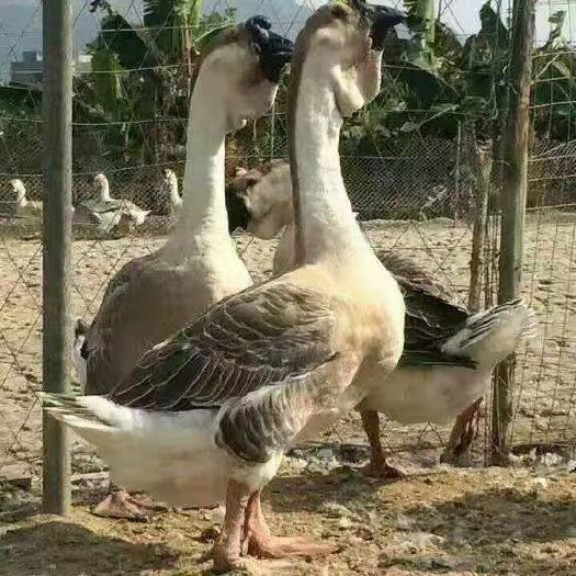 南宁狮头鹅苗