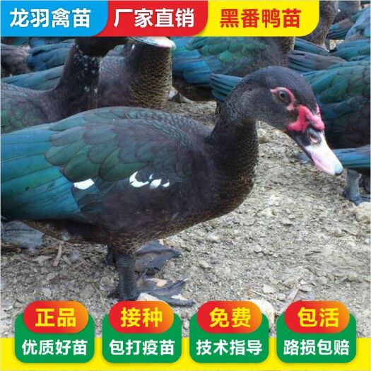 南宁 黑番鸭苗，西洋鸭苗，90－120天出栏，