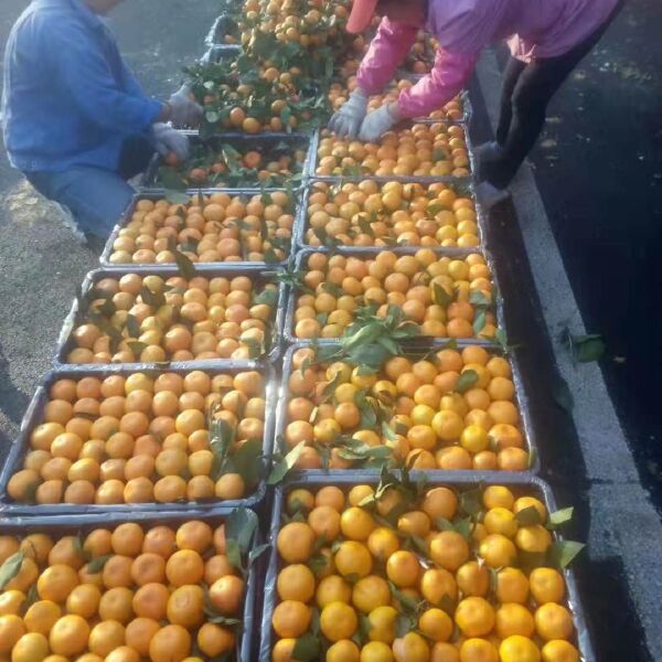 蜜桔 湖北蜜橘   产地直销  诚信经营