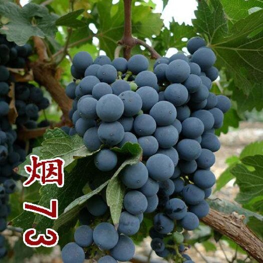 平度市 烟73葡萄苗 烟74葡萄苗 酿酒葡萄苗