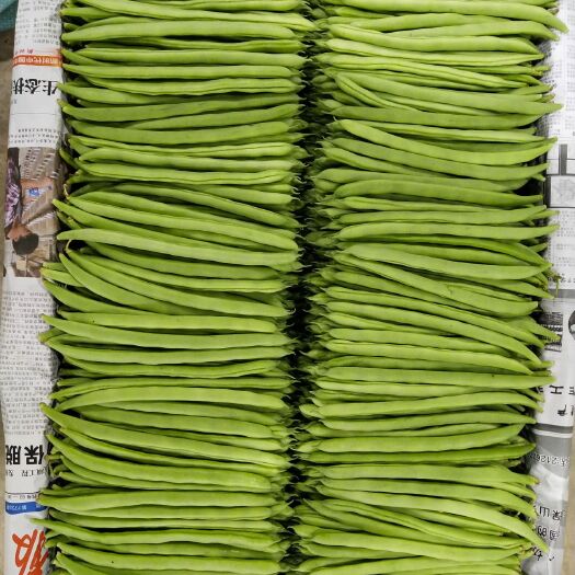 昌宁县紫花四季豆 20cm以上