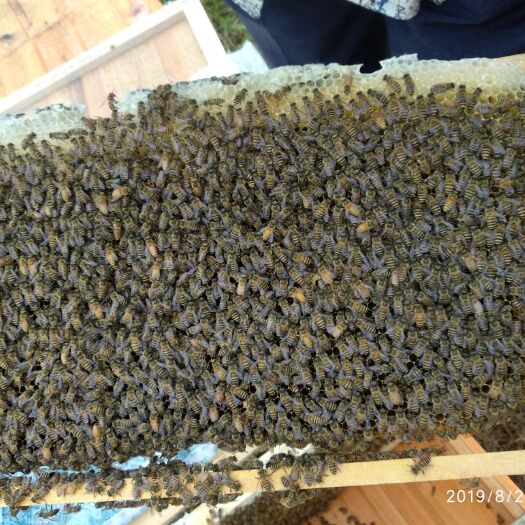 成都 大量出售中蜂土蜂中华蜜蜂